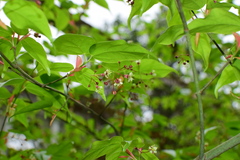 Acer cordatum
