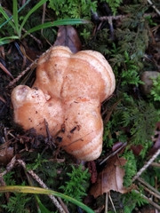 Lactarius salmonicolor