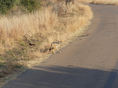 Lupulella mesomelas mesomelas