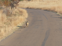 Lupulella mesomelas mesomelas
