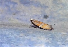 Battaristis vittella