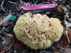 Ramaria stricta