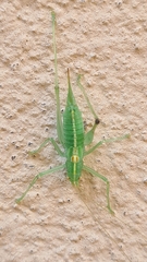 Meconema meridionale