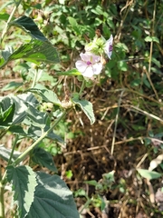 Althaea