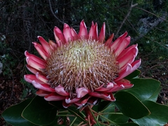 Protea cynaroides