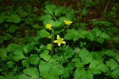 Ranunculus sieboldii