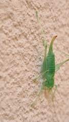 Meconema meridionale