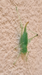 Meconema meridionale