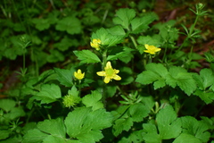 Ranunculus sieboldii