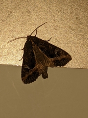 Helotropha reniformis