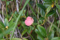Exobasidium rhododendri