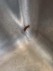 Scutigera coleoptrata