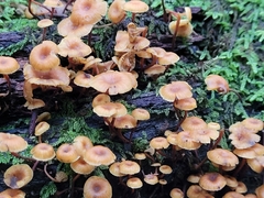 Xeromphalina