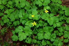 Ranunculus sieboldii