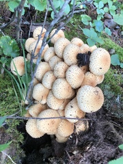 Pholiota