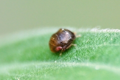 Penthimia nigra