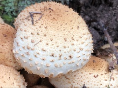 Pholiota