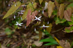 Epimedium