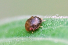 Penthimia nigra