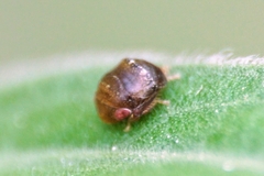 Penthimia nigra