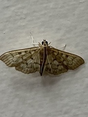 Herpetogramma aeglealis