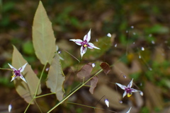Epimedium
