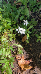 Oenothera lindheimeri