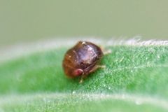 Penthimia nigra