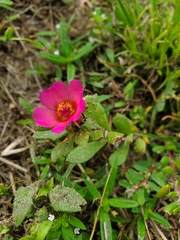 Portulaca amilis