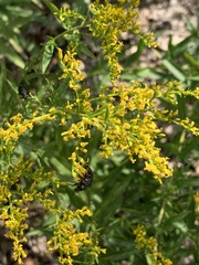 Euphoria sepulcralis