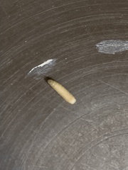 Plodia interpunctella