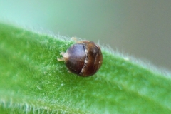 Penthimia nigra