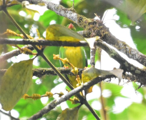 Yellow-collared Chlorophonia (Chlorophonia flavirostris), photo 5