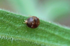 Penthimia nigra