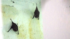 Balantiopteryx plicata