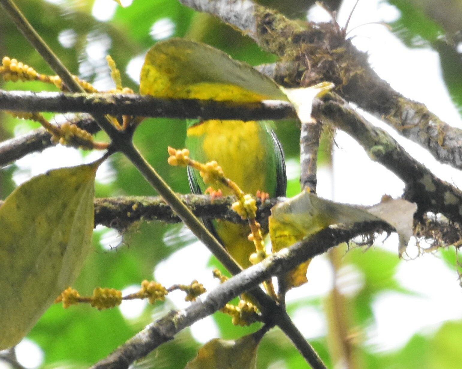 Yellow-collared Chlorophonia (Chlorophonia flavirostris), photo 2