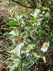 Althaea