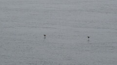 Cerorhinca monocerata