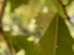 Araneae