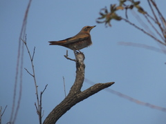 Turdus naumanni