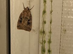 Xestia normanianus