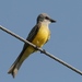 Couch's Kingbird - Photo (c) Tom Benson, some rights reserved (CC BY-NC-ND)