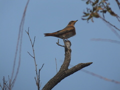 Turdus naumanni