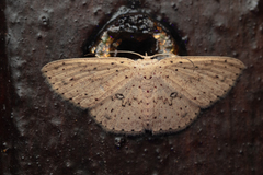 Perixera decretarioides