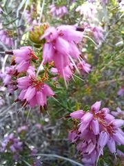 Erica rosacea