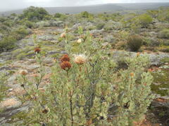 Protea glabra