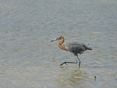 Egretta rufescens