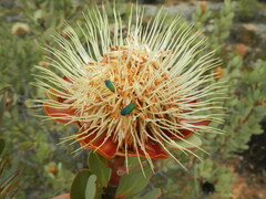 Protea glabra