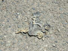 Chamaeleo chamaeleon chamaeleon