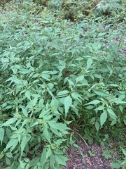 Bidens frondosa